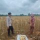 Polsek Plumpang Polres Tuban Turun Langsung Cek Tanaman Jagung Warga