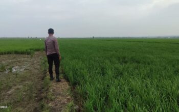 Polri Dukung Astacita, Polsek Merakurak Polres Tuban Turun Cek Tanaman Jagung Warga di Desa Tuwiri Wetan