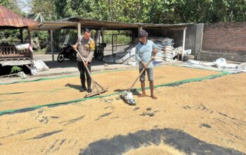 Dukung Ketahanan Pangan, Bhabinkamtibmas Desa Rhee Loka Sambangi Petani yang Sedang Menjemur Padi