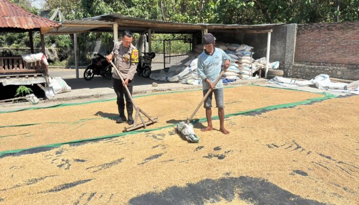 Dukung Ketahanan Pangan, Bhabinkamtibmas Desa Rhee Loka Sambangi Petani yang Sedang Menjemur Padi