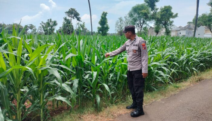 Polri Dukung Astacita, Polsek Palang Polres Tuban jagung milik Warga di Desa Tegalbang