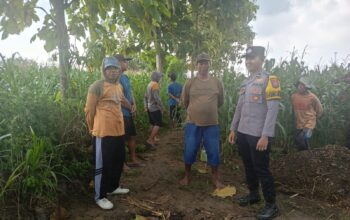 Polsek Tambakboyo Polres Tuban Turun Cek Tanaman jagung Warga di Desa Mander