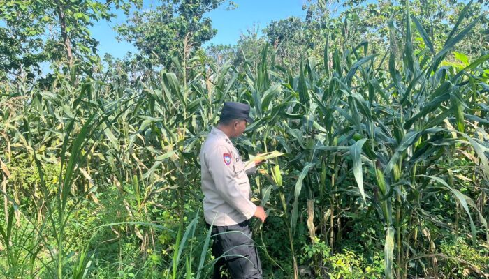 Polri Dukung Astacita, Polsek Jenu Polres Tuban jagung milik Warga di Desa Jenu