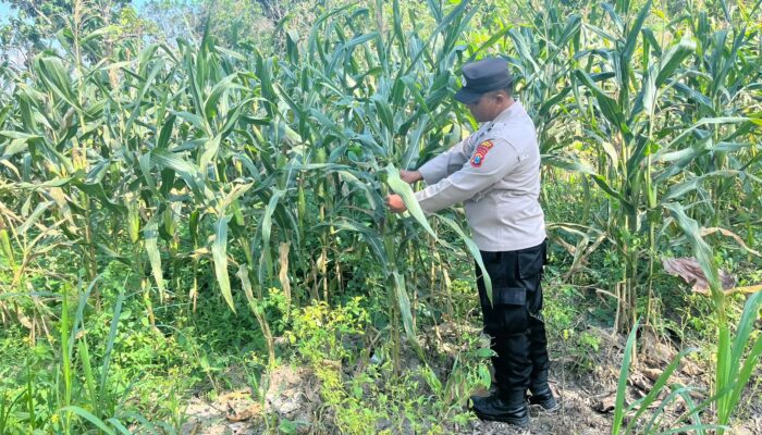 Polsek Bangilan Intensif Monitoring Ketahanan Pangan Dukung Swasembada Pangan Nasional