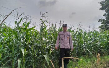 Polsek Plumpang Polres Tuban Turun Langsung Cek Tanaman Jagung Warga