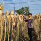 *AIPTU CUCUK SUMULYONO DAMPINGI KADES NGAMPELREJO PANEN JAGUNG, WUJUD NYATA SINERGI POLRI DAN MASYARAKAT BANCAR*