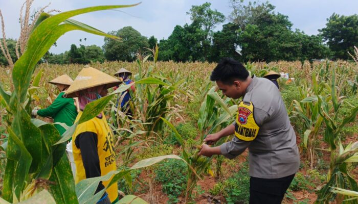 Wujud Kedekatan dengan Masyarakat, Bripda Dodi Eko Turun Ke Sawah Bantu Petani Panen Jagung di Bancar