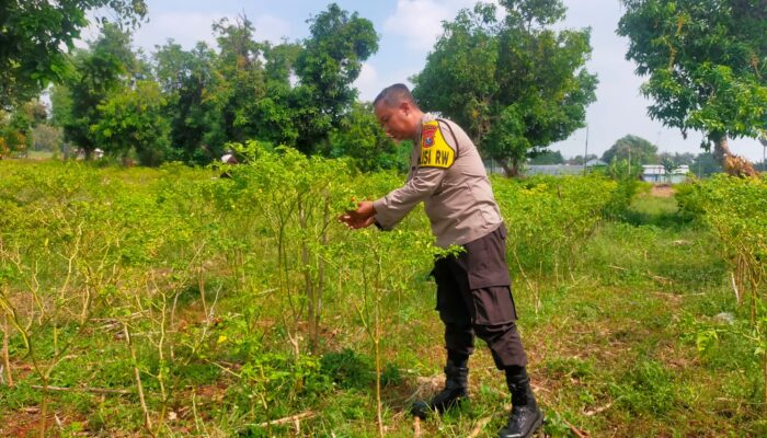 Polisi RW Polsek Tuban Monitoring Lahan Cabai Warga sebagai Wujud Dukungan Ketahanan Pangan