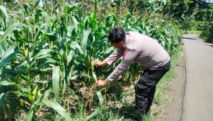 Polri Dukung Astacita, Polsek Palang Polres Tuban jagung milik Warga di Desa Pucangan