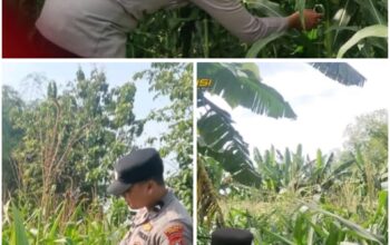 Polsek Soko polres Tuban Polda Jawa Timur Bergerak! Dukung Penuh Swasembada Pangan Presiden Prabowo Melalui Pendampingan Petani