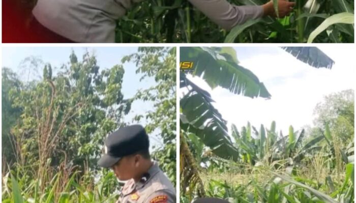 Polsek Soko polres Tuban Polda Jawa Timur Bergerak! Dukung Penuh Swasembada Pangan Presiden Prabowo Melalui Pendampingan Petani