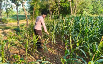 Polri Dukung Astacita, Polsek Merakurak Polres Tuban Turun Cek Tanaman Jagung Warga di Desa Tobo
