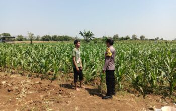 KDukung Program Asta Cita, Bhabinkamtibmas Sambang Ladang Jagung di Desa Binaan.