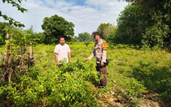 Dukung Ketahanan Pangan, Bhabinkamtibmas Desa Labangka Tinjau Kebun Cabai Warga Binaan