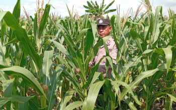 Polri Dukung Ketahanan Pangan Nasional, Polisi RW Polsek Kenduruan Polres Tuban Turun Langsung Cek Lahan Jagung Warga