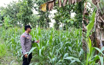Bhabinkamtibmas Desa Kaligede Polsek Senori Polres Tuban Cek Tanaman Jagung Warga, Dukung Ketahanan Pangan