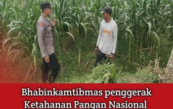 Dukung Astacita, Polsek Jatirogo Polres Tuban Pantau Langsung Lahan Jagung dan dialogis dengan petani Desa Sidomulyo