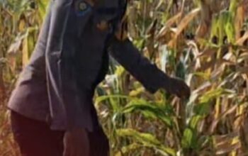 Bentuk Pendampingan Petani, Polsek Widang Monitoring Pertumbuhan Jagung