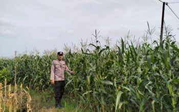 Polsek Plumpang Polres Tuban Turun Langsung Cek Tanaman Jagung Warga