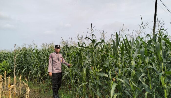 Polsek Plumpang Polres Tuban Turun Langsung Cek Tanaman Jagung Warga