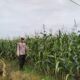 Polsek Plumpang Polres Tuban Turun Langsung Cek Tanaman Jagung Warga