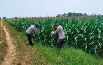 Bhabinkamtibmas Polsek Tuban Monitoring Lahan Jagung di Desa Kembangbilo, Dukung Program Ketahanan Pangan