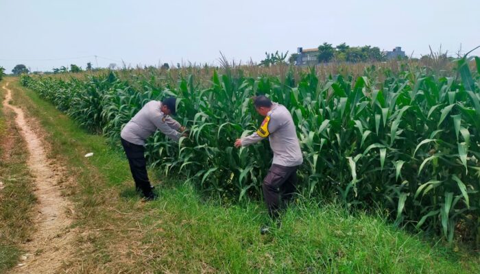 Bhabinkamtibmas Polsek Tuban Monitoring Lahan Jagung di Desa Kembangbilo, Dukung Program Ketahanan Pangan