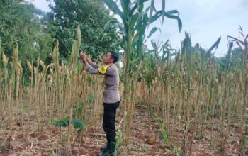 Polri Dukung Astacita, Polsek Palang Polres Tuban jagung milik Warga di Desa Dawung