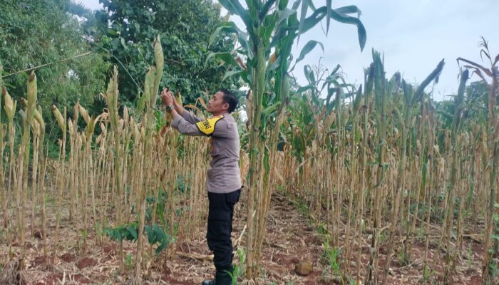 Polri Dukung Astacita, Polsek Palang Polres Tuban jagung milik Warga di Desa Dawung