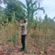 Polri Dukung Astacita, Polsek Palang Polres Tuban jagung milik Warga di Desa Dawung