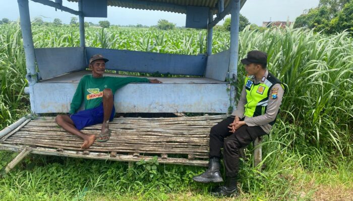 Polsek Montong Polres Tuban Turun Cek Tanaman jagung Warga di Desa Talun