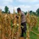 Polisi RW Polsek Tuban Monitoring Lahan Jagung di Kelurahan Perbon, Dukung Ketahanan Pangan Nasional