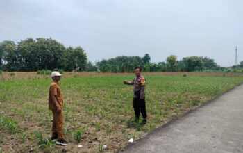 Polri Dukung Astacita, Polsek Palang Polres Tuban jagung milik Warga di Desa Glodog