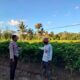 Bhabinkamtibmas Polsek Hu’u Sambangi Petani Cabai di Cempi Jaya, Berikan Edukasi Perawatan Tanaman untuk Dukung Ketahanan Pangan