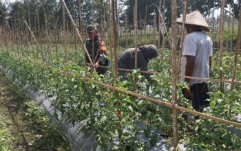 Pendampingan Babinsa Koramil 1606/Lingsar Dorong Hasil Panen Tomat Berkualitas, Perkuat Rantai Pasok Pangan Desa