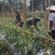 Pendampingan Babinsa Koramil 1606/Lingsar Dorong Hasil Panen Tomat Berkualitas, Perkuat Rantai Pasok Pangan Desa