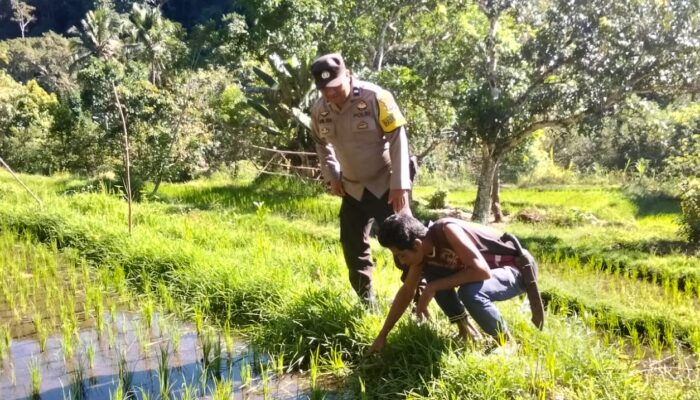 Dukung Ketahanan Pangan, Bhabinkamtibmas Desa Tangkampulit Pantau Petani Bersihkan Lahan Sawah