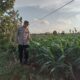 Polsek Montong Polres Tuban Turun Cek Tanaman jagung Warga di Desa Jetak