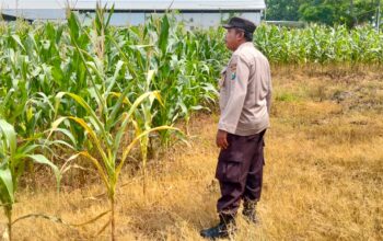 Polsek Plumpang Polres Tuban Turun Langsung Cek Tanaman Jagung Warga