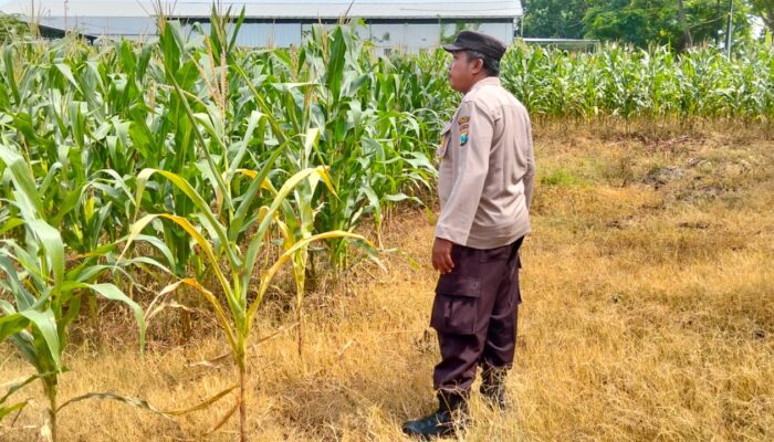 Polsek Plumpang Polres Tuban Turun Langsung Cek Tanaman Jagung Warga