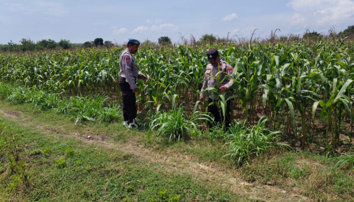 Dalam rangka Polri Dukung Program Astacita, Petugas Polmas Polsek Parengan Polres Tuban sambang lokasi tanaman jagung di Desa Parangbatu Kec. Parengan