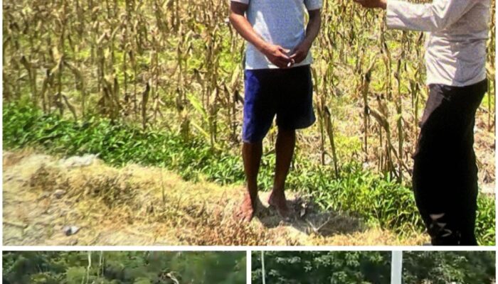 Polsek Soko polres Tuban Polda Jawa Timur Bergerak! Dukung Penuh Swasembada Pangan Presiden Prabowo Melalui Pendampingan Petani