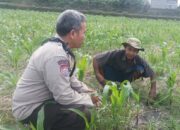 Kunci Sukses Panen Jagung, Babinkamtibmas Sandik Beri Edukasi Petani