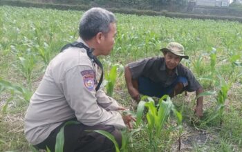 Bhabinkamtibmas Sandik Kawal Ketahanan Pangan Lewat Sektor Jagung