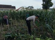 Dukung Ketahanan Pangan, Polsek Labuapi Inisiasi Tanam Jagung