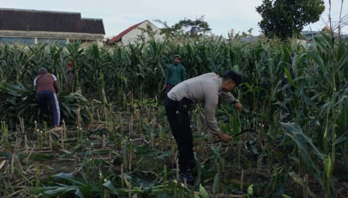 Polsek Labuapi Gerakkan Warga Tanam Jagung di Lahan Kosong