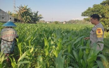 Strategi Polsek Labuapi Optimalkan Kualitas Panen Jagung di Lombok Barat