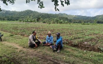 Bhabinkamtibmas Selong Belanak Dorong Petani Jagung Tingkatkan Produktivitas Dukung Swasembada Pangan
