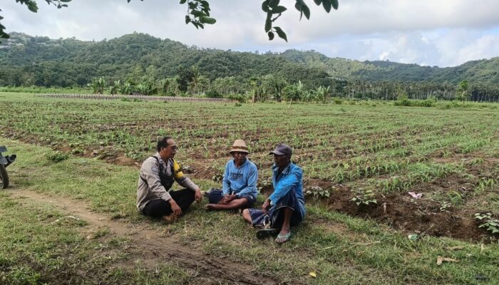 Bhabinkamtibmas Selong Belanak Dorong Petani Jagung Tingkatkan Produktivitas Dukung Swasembada Pangan