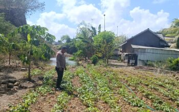 Bhabinkamtibmas Desa Bilelando Ajak Warga Manfaatkan Pekarangan untuk Dukung Ketahanan Pangan